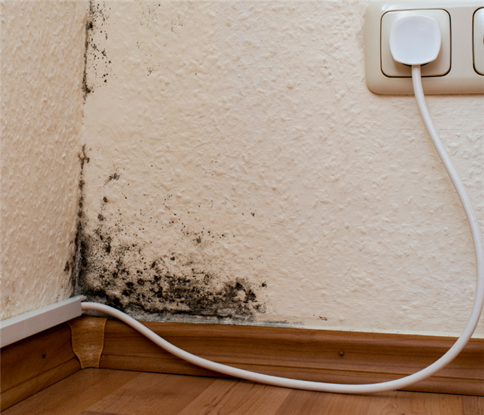 Picture shows a white interior wall with an outlet and mold growing up the corner of the wall